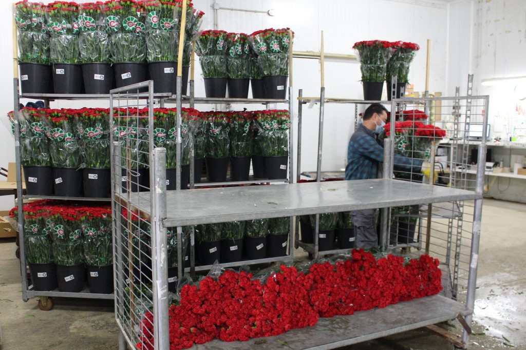 Clavel, a la cabeza de exportación de flor cortada (Murcia)