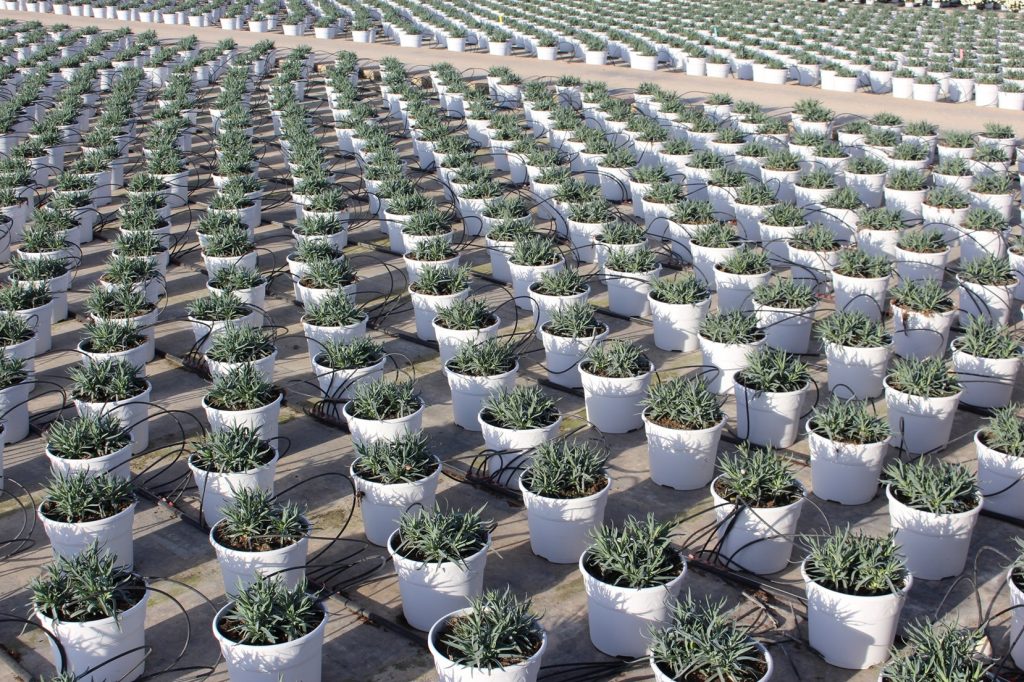 Clavel en maceta destino exportación (Murcia)