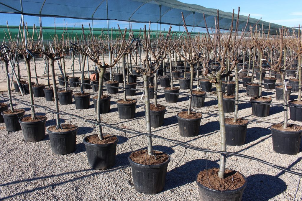 Frutal en maceta destino exportación (Valencia)