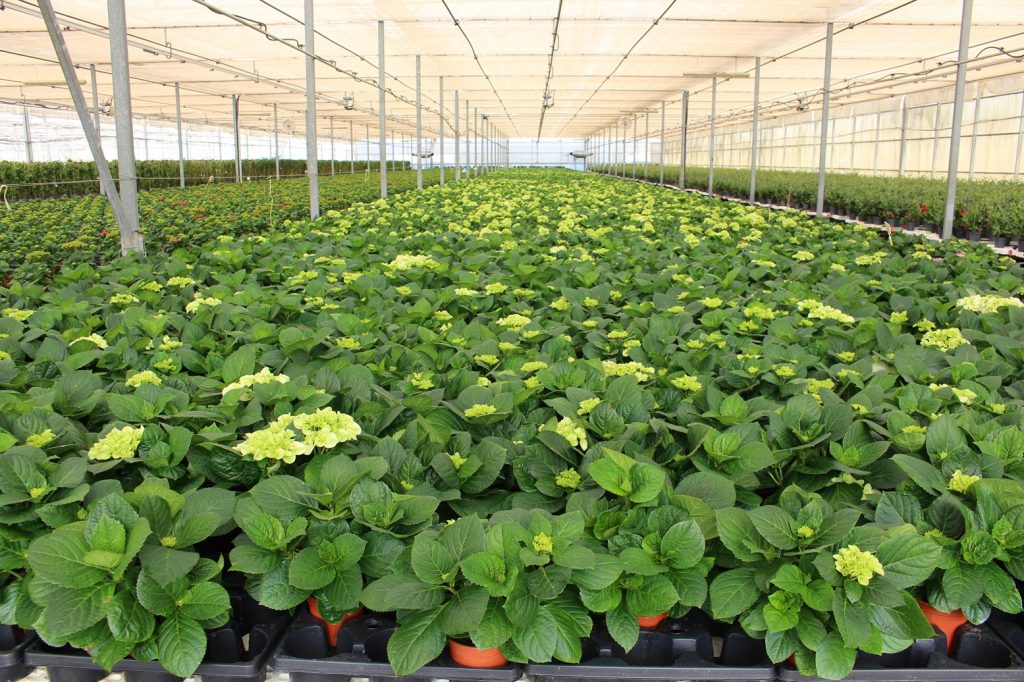 Hortensia en maceta destino exportación (Almería)